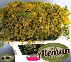 Anethum Graveolens 80cm