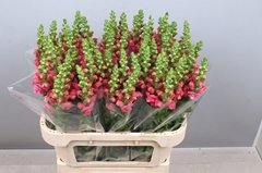 Antirrhinum Potomac Rose 80cm