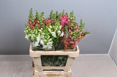 Antirrhinum Mix 60cm