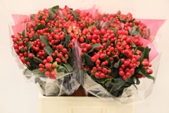 Hypericum True Romance 50cm