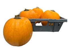 Cucurbita Maxima Halloween 20cm