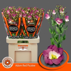 Eustoma Single Adom Red Picotee 70cm