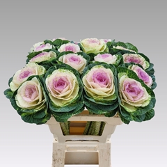 Brassica Crane Bicolour 60cm