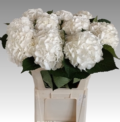 Hydrangea White Verena 80cm 18-20cm Hd