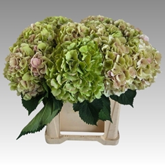 Hydrangea Verena Classic 60cm 20-22cm Hd