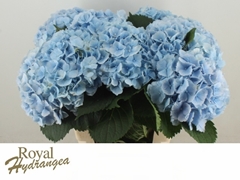 Hydrangea Verena Blue 60cm 16-18cm Hd
