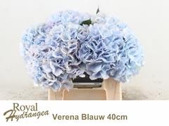 Hydrangea Verena Blue 40cm 14-16cm Hd