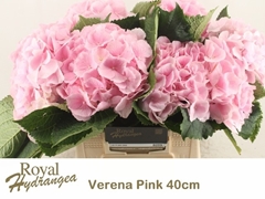 Hydrangea Verena 40cm 15-17cm Hd