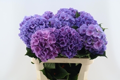 Hydrangea Cassanova 60cm 16-18cm Hd