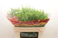 Lepidium Ruderale Green Bell 75cm 25gr.