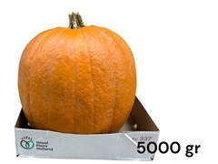 Cucurbita Maxima Halloween 28cm