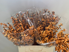 Ilex Verticillata Golden Verboom 60cm