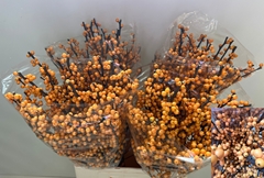 Ilex Verticillata Golden Verboom 70cm