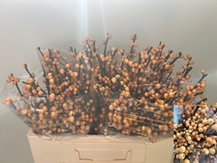 Ilex Verticillata Golden Verboom 50cm