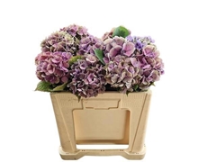 Hydrangea Elbtal Classic 50cm 15-17cm Hd