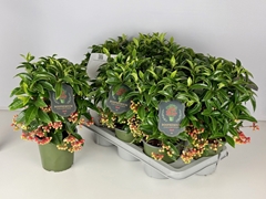 Ardisia Crenata Premium 14Ø 35cm