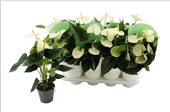 Anthurium Cocos 12Ø 50cm