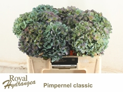 Hydrangea Pimpernel Classic 50cm 18-20cm Hd