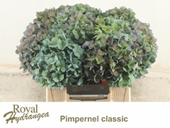 Hydrangea Pimpernel Classic 40cm 16-18cm Hd