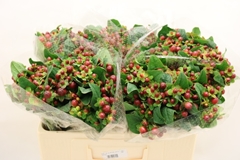 Hypericum Magical Seasons 50cm