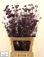 Callicarpa Bodinieri Profusion 100cm