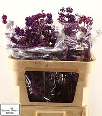 Callicarpa Bodinieri Profusion 80cm