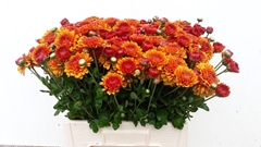 Chrysanth Spray Wendy 55cm 60gr.