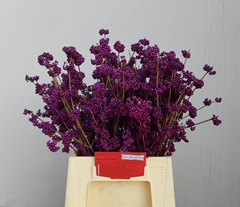 Callicarpa Bodinieri Profusion 50cm