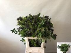 Ligustrum Ovalifolium Winter Jewel 60cm