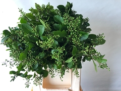 Ligustrum Ovalifolium Winter Jewel 45cm