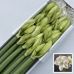 Hippeastrum Double Wimbledon 60cm