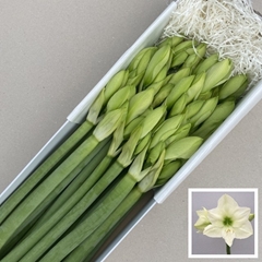 Hippeastrum Casablanca 70cm
