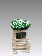 Dianthus Barb Sweet Will White 50cm
