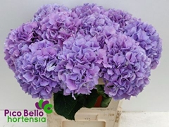 Hydrangea Royal Benefit 80cm 19-21cm Hd