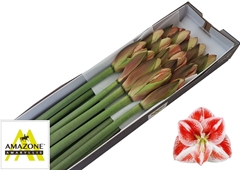 Hippeastrum Popov 70cm