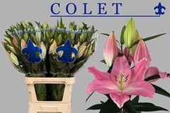Lily Oriental Colet 100cm 6+