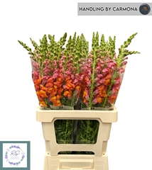 Antirrhinum Holly Double Orange 60cm