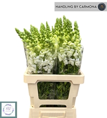 Antirrhinum Potomac Early White 60cm
