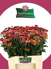 Chrysanth Spray Bruno 60cm 75gr.