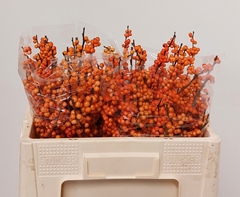 Ilex Verticillata Winter Gold 50cm