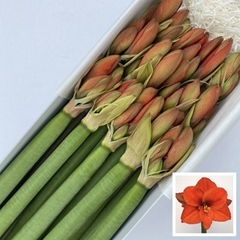 Hippeastrum Naranja 75cm