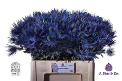 Eryngium Alpinum 55cm