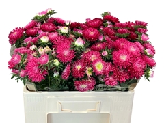 Callistephus Azumi Xl Red 50cm