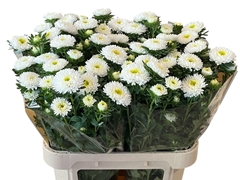 Callistephus Azumi Xl White 80cm