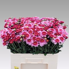 Chrysanth Spray Beppie Super Purper 55cm 60gr.