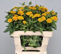 Heliopsis Helianthoides Asahi 55cm