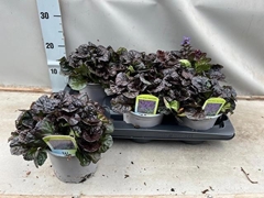 Ajuga Reptans 15Ø 25cm