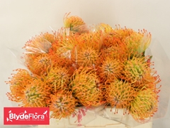 Leucospermum Ayoba Sun 35cm