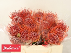 Leucospermum Scarlet Ribbon 35cm
