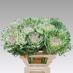 Brassica Crane King 60cm